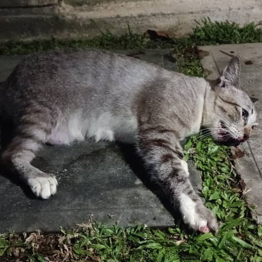 FiskaYenitaFK_'s tweet photo. Allahu jatuh dari tingkat 4 &amp; memerlukan 3 SURGERY which is cost RM5K. 

Patah rahang, patah kaki kiri &amp; lidah tertusuk gigi taring. 😿

Please everyone, help support the expenses and medical treatment. Neslo needs your help. 🙏🏻🥹

Any amount will be much appreciated. https://t.co/qSFZqSAbnb
