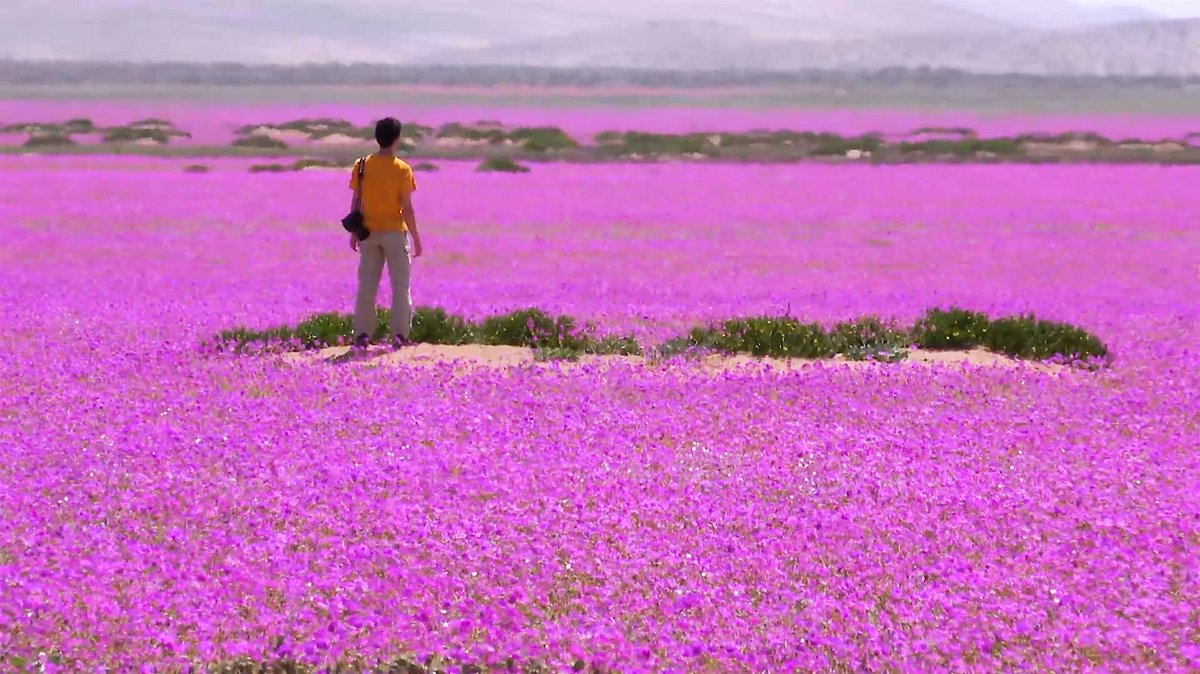 世界の不思議に迫る旅2時間SP】 #花園 を追う写真家 #野村哲也 「生命