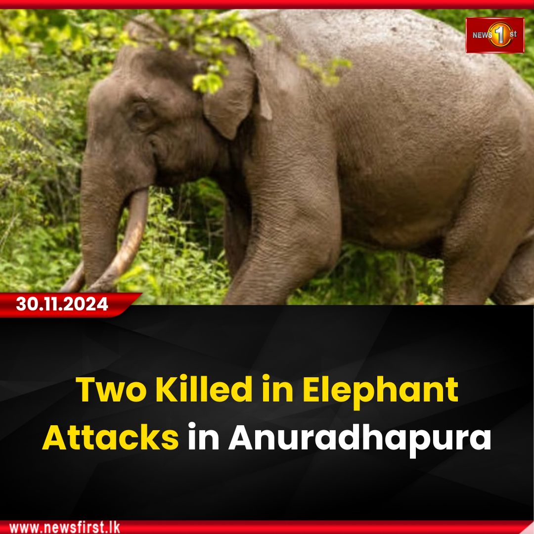 NewsfirstSL's tweet photo. Two Killed in Elephant Attacks in Anuradhapura
Details: https://t.co/aWqrwIQBqN
#news1st #NewsFirst #NewsFirstEnglish #SriLanka #local #colombonews #latestnews #elephantattacks #twokilled #elephant #anuradhapura #tragedy #forest #green #jungle #animals https://t.co/M6cC54vJOl