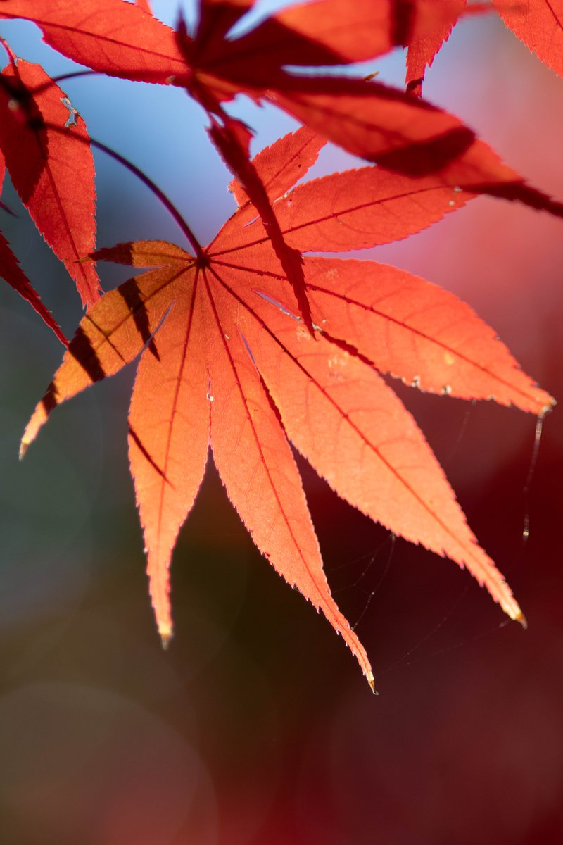 #pentax #KF #200mm #百草園