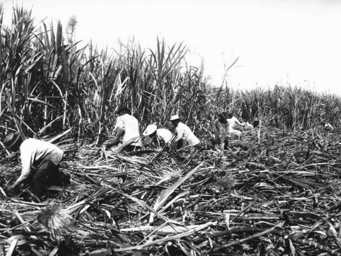 Working Class History tweet media