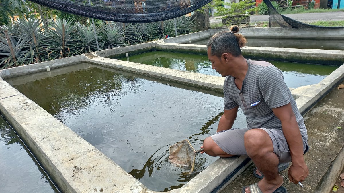 masudianto's tweet photo. Sabtu (16/11), MasUdianto luhkan #LamTim, mendampingi sdr Firman #panen bibit lele uk 6-7cm sbyk 640 gelas hrg Rp 13000 - 14000 per gelas. #GiatLuhkanSatminkalBRPPUPP #luhlapor @ipkanilampung @luhkan_brppupp https://t.co/eqispmOO5j