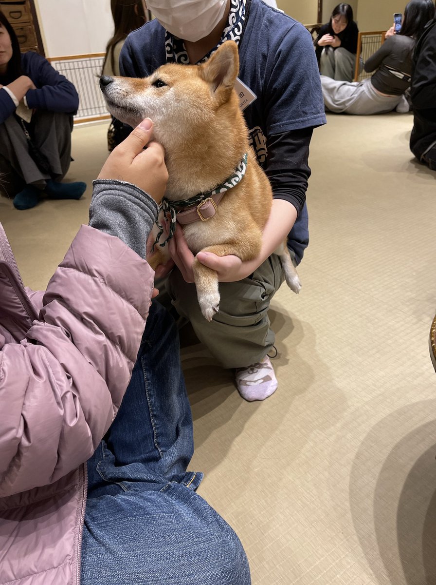 DBD_Bran's tweet photo. 彼女と浅草行ってきた!!
色々食べて、柴犬カフェ行って、お土産沢山買ったけど電車1時間で行ける距離って���うね https://t.co/O214vpB0Ry
