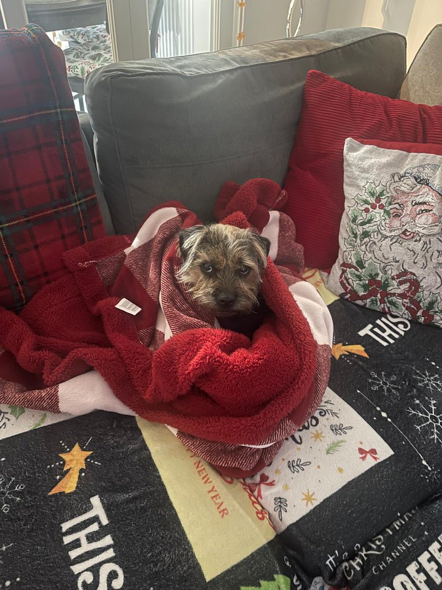 willowborder's tweet image. Nope..having a lie in today 💤
#btposse