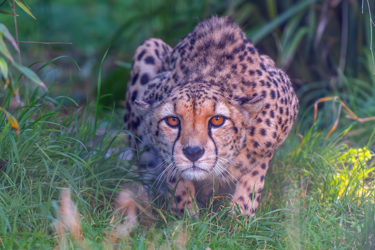 Happy Caturday!

(📸: Jon Drew)
