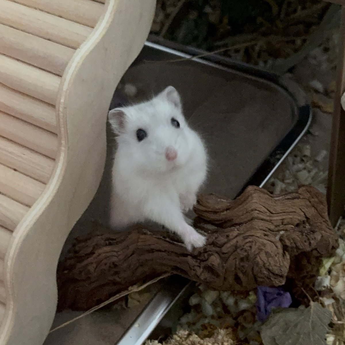 언니, 간식 내놔.