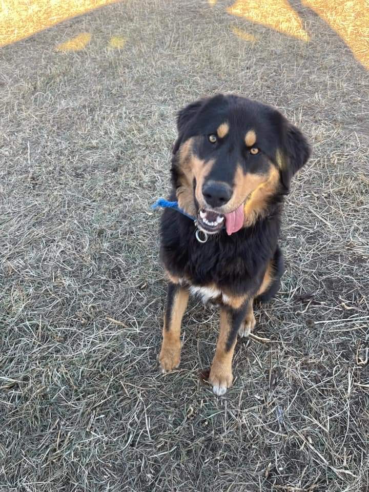 2024 оны 1-р сарын 27 өдөр UBcab-aaр хүргэгдсэн энэ нөхөр одоо ийм хөөрхөн болжээ🥰