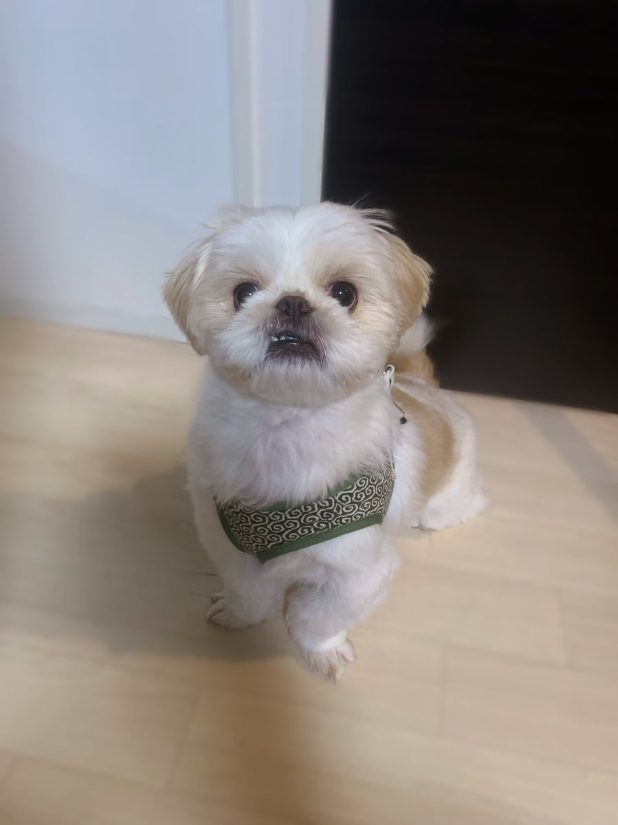 「さんぽ」って言った時の顔🐶