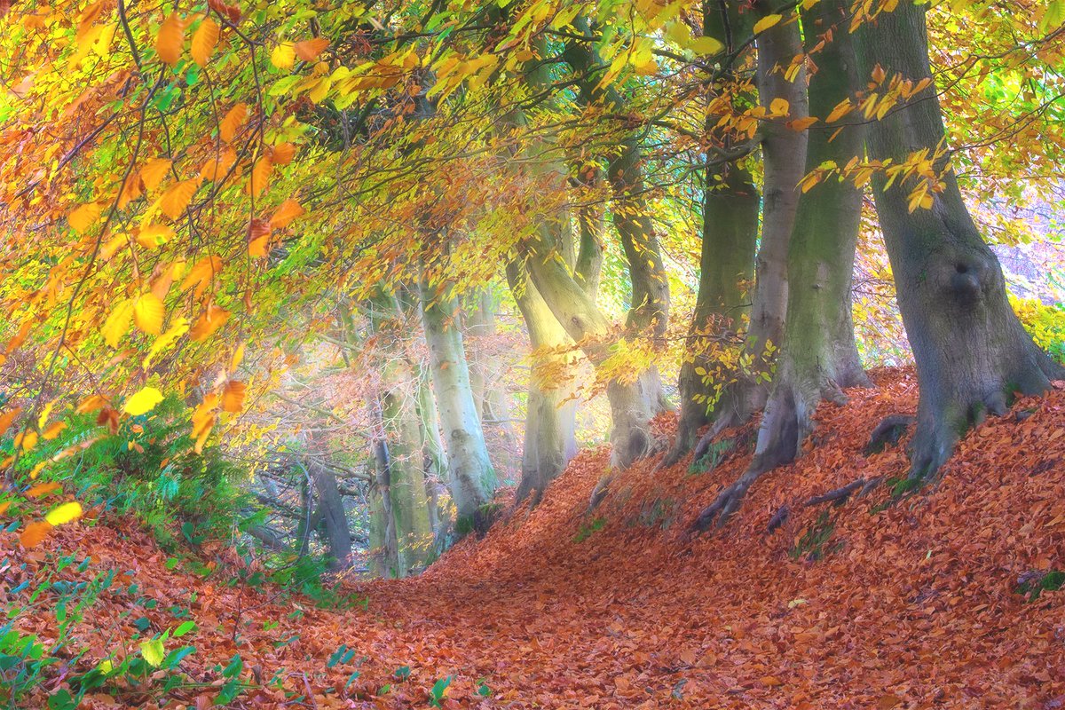 Andy M (@salescycle) on Twitter photo Autumn sunrises. This one really lit up this scene. First light at Delamere Forest. Enjoy your Saturday. #delamereforest #delamere #Cheshire #Cheshirelife #woodlandphotography #SaturdayMorning <a href="/StormHour/">#StormHour</a> <a href="/ThePhotoHour/">#ThePhotoHour</a> Autumn sunrises. This one really lit up this scene. First light at Delamere Forest. Enjoy your Saturday. #delamereforest #delamere #Cheshire #Cheshirelife #woodlandphotography #SaturdayMorning <a href="/StormHour/">#StormHour</a> <a href="/ThePhotoHour/">#ThePhotoHour</a>