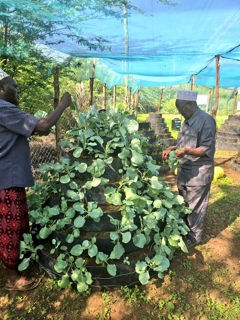 abdinoormahdi's tweet photo. We planted, harvested, and cooked it! It was an extraordinary day here at Yathrib primary school, Garissa, as the community harvested the cone garden. We can feed ourselves and others if we fully embrace farming here in NE. Thank you @UK_KenyaTechHub for this wonderful https://t.co/cZMo7MXUWL