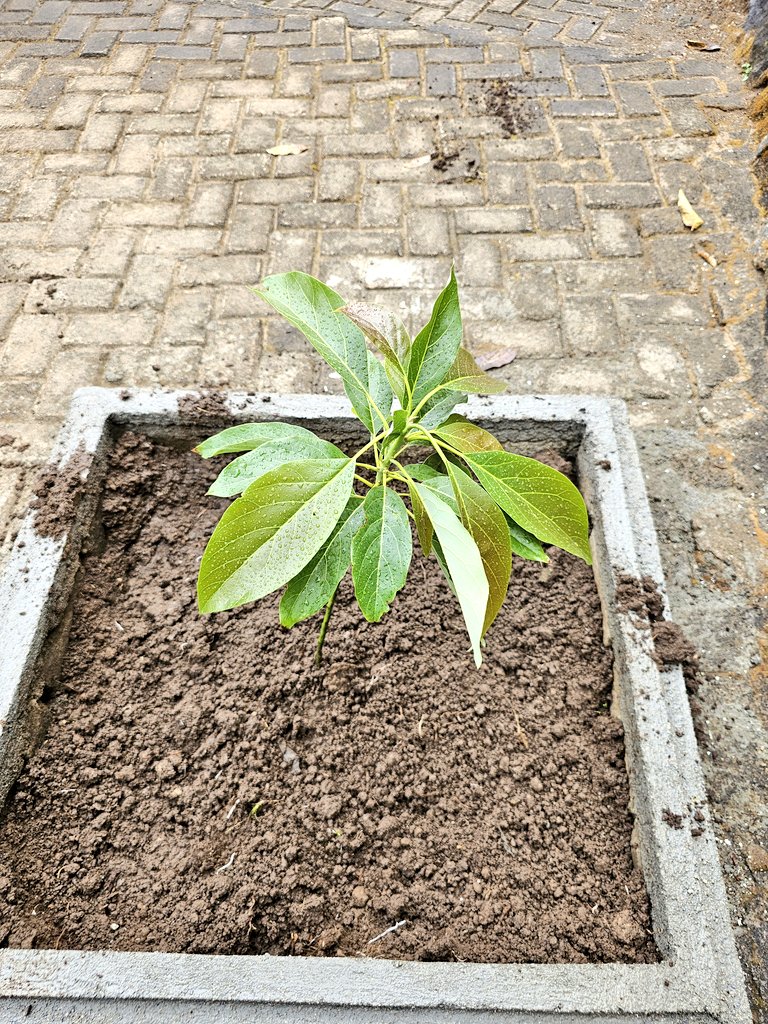 As a nature lover &amp; plants/trees; the idea presented to us, Board Members of <a href="/HIMSOTanzania/">HIMSO Tanzania</a> to plant trees marking the beginning of renovation/constructions of new offices thrilled my soul. 🥰

*I planted an avocado tree for shade and fruits 😋...swadaka Tuj Jaariyah 🤲🏿