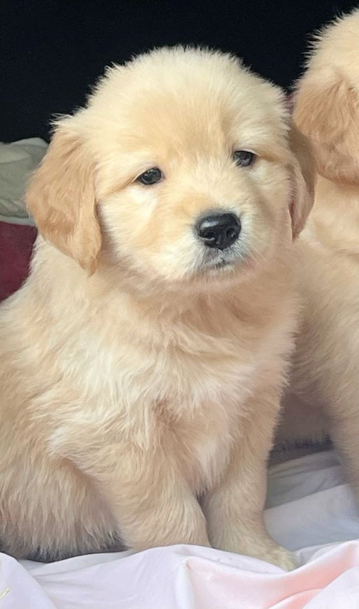 puppies video (@puppies_video) on Twitter photo 