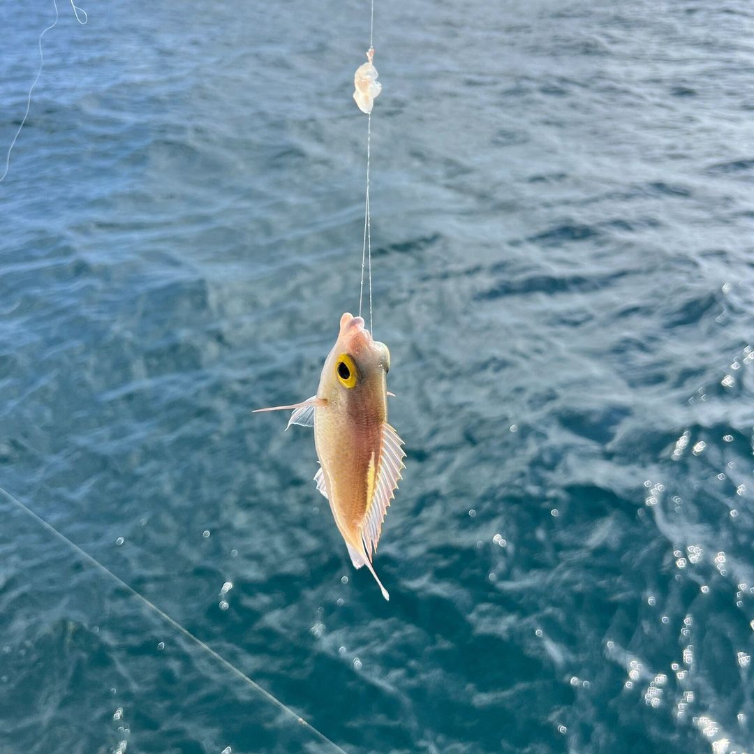 Marc6350's tweet photo. この瞬間、あなたは自然との親密なつながりを感じて、水域の中の生物と出会った。 あなたは魚の独特なところを鑑賞して、水中で自由に踊ることを感じます。 あなたは自分の忍耐力と技術を誇り、同時にこのかわいい魚に敬意を表します。

#风景
#写真
#海
#拍摄
#釣り
#釣果
#釣り好き
#釣り女子 https://t.co/rNCKU2t0xb