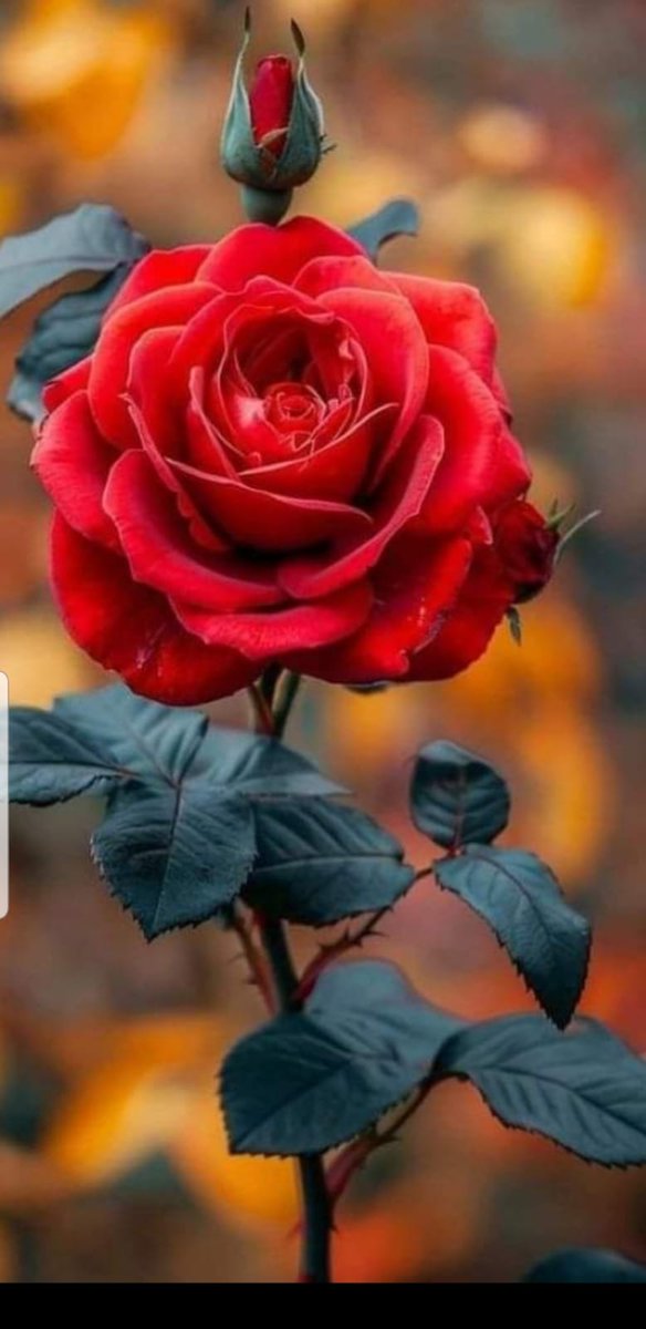 JaKris1971's tweet photo. @RealCandysamira Guten morgen 😘😘😘 https://t.co/QHn2HZvAhy