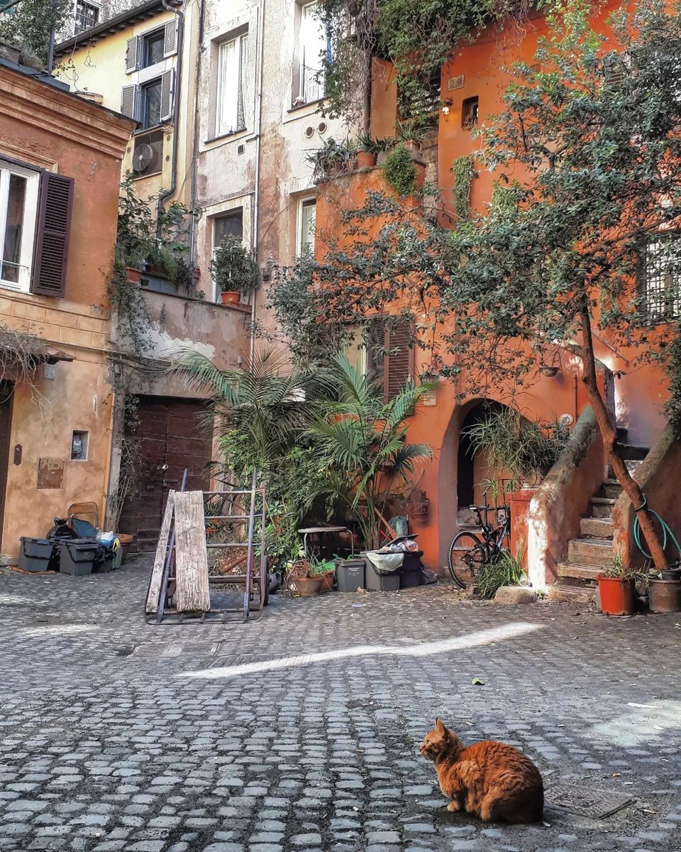 sampietrino's tweet photo. Arco degli Acetari⁠
ph @annalugiangregorio⁠

It's #Caturday!

#gattidiroma #catsofrome #gatti #cats #romancats #catofrome #catsofitaly #ermejodercolosseo #catlife #catslover #sampietrini #sanpietrini #roma #rome #romerightmeow https://t.co/eVwpYCPSof