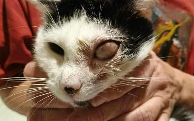 14 GODZIN DO KOŃCA ZBIÓRKI 💔 

PROSZĘ POMÓŻCIE 🙏 
ZOBACZCIE NA TĄ KOTKĘ 😟💔 

ratujemyzwierzaki.pl/kalmiaa-feline…