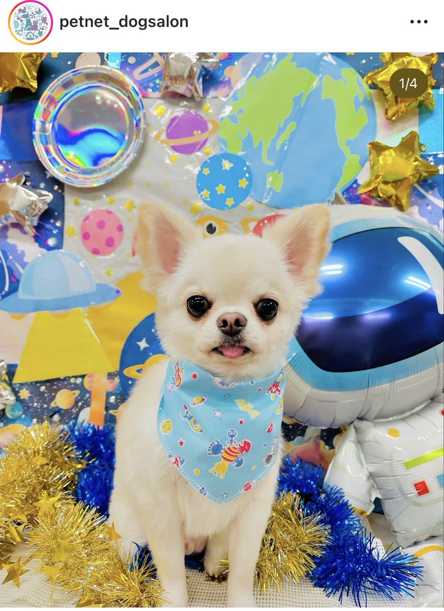 viviruru_hiro's tweet photo. トリミングに行ってきた🐶🐶
眠そうなビビ🐶とお腹すいてるルル🐶笑
来月は大晦日に行くの(^^)
なんか楽しみ٩(๑❛ᴗ❛๑)۶
#チワワ
#petnet https://t.co/97RJrWNZbW