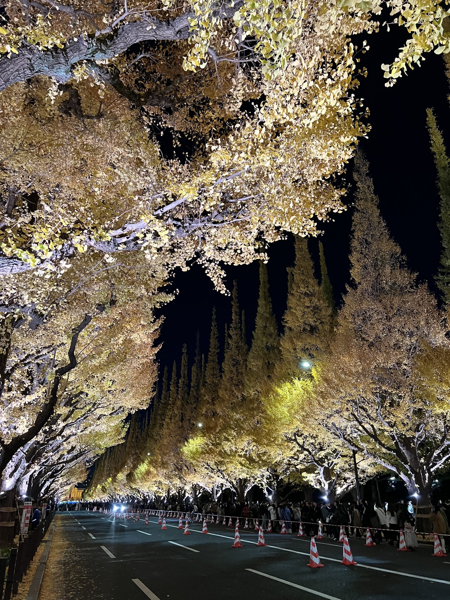 希少　ドナルドタカヤマ　ハロフィン クアッド　サイドバイト 希少 ドナルドタカヤマ ハロフィン クアッド サイドバイト