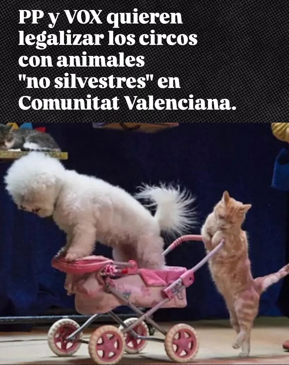 Su concepto del ocio incluye maltrato animal, desde tauromafia hasta circos.

Esto son PPVOX. Difícil diferenciarlos con estas iniciativas.