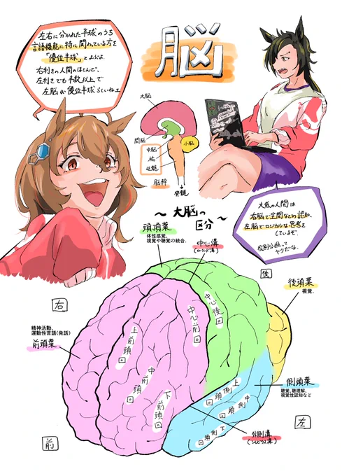 ウマ娘でみる人体の話: 脳
脳波とかいろいろ 