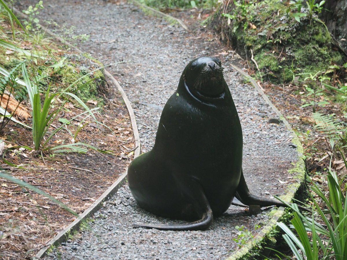 GruiformAbi's tweet image. ‘There are no dangerous animals in the forests of New Zealand’ I thought, incorrectly