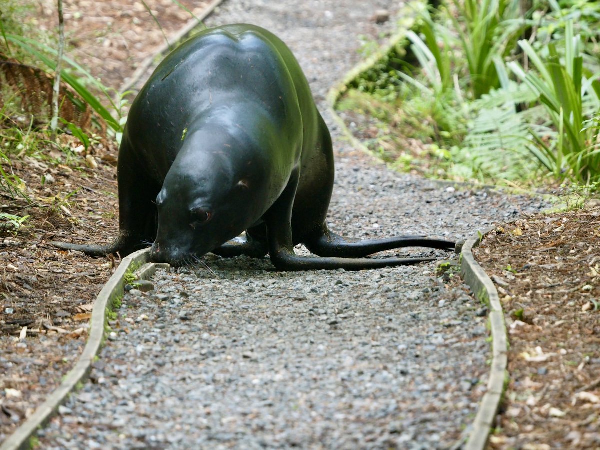GruiformAbi's tweet image. ‘There are no dangerous animals in the forests of New Zealand’ I thought, incorrectly