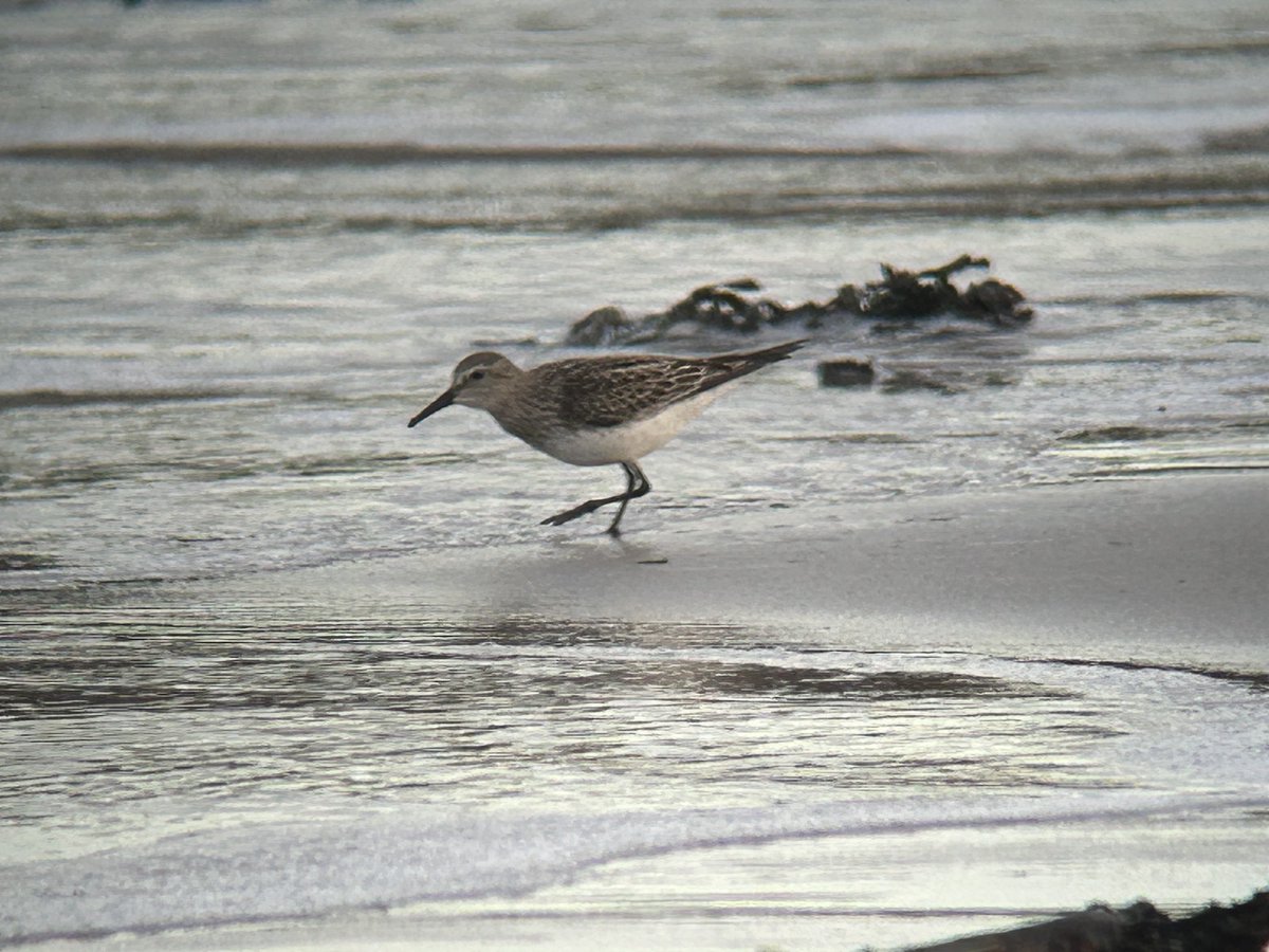 David Kelly tweet media