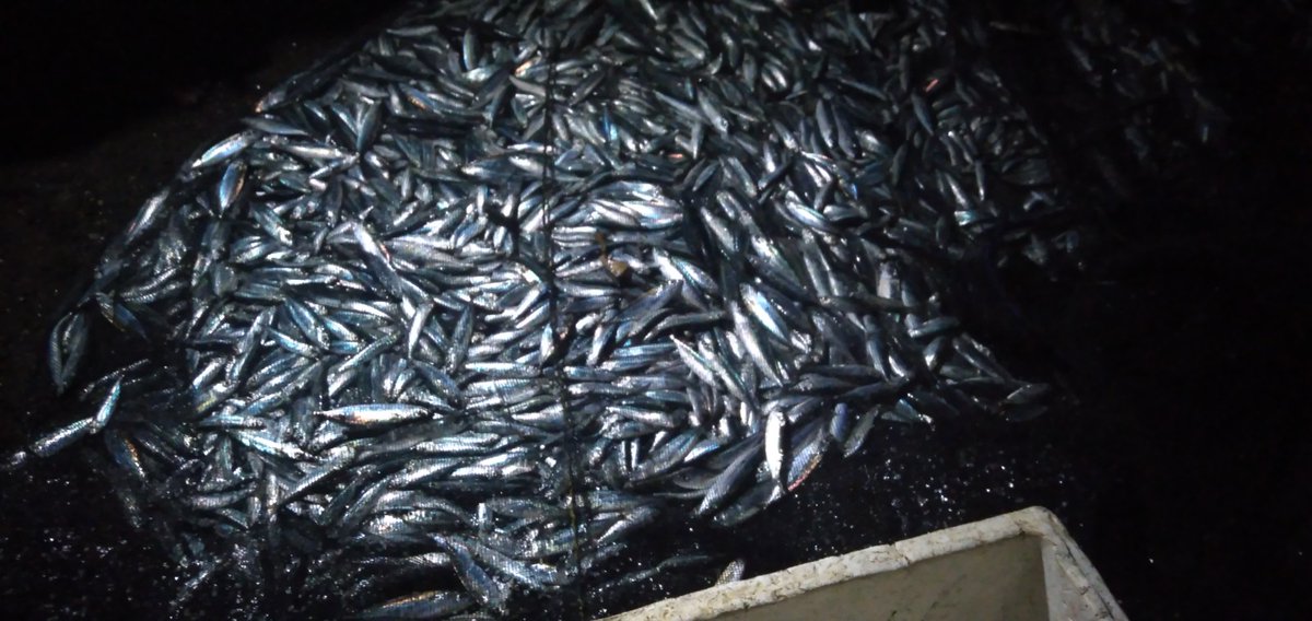 ansarullah670's tweet photo. Jumat, 29/11/2024, Much Ansharullah luhkan Banggai, di KUB, Dalagan Mancing desa Pulodalagan, melaporkan, hasil tangkapan ikan pelagis, dengan pukat Sampai, 500kg, 15.000/kg
#GiatLuhkanSatminkalBitung
#BPPSDMKP
#BPPPBITUNG
#Banggai
#Luhlapor
#Tangkap https://t.co/zciIkTIqXa