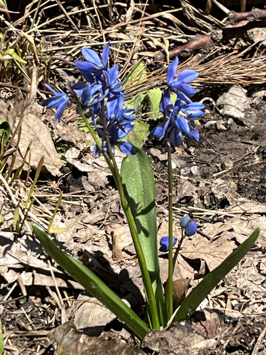 One flower closer to leaving this X cesspool behind: 

Squill