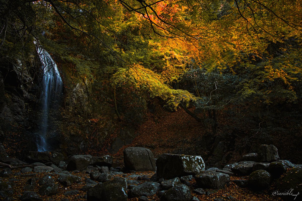 invisible_p's tweet image. 滝と紅葉

#SIGMA #Foveon #SFD