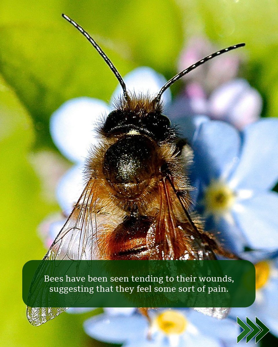 BBC Earth tweet media