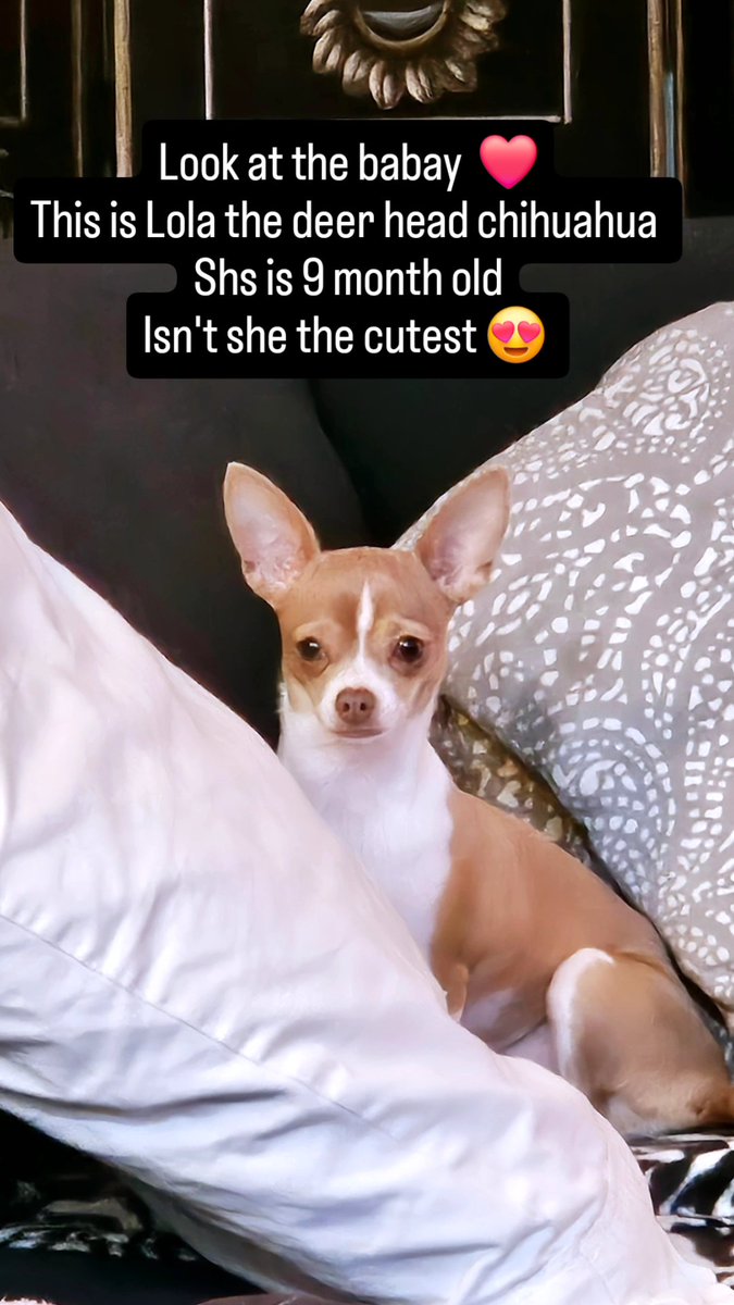 Pawsitivepawss's tweet photo. SHE'S A BEAUTIFUL BABY ❤️

https://t.co/Zl0pNzT8GT
#chihuahua #pupy #dog #pawsitivepaws https://t.co/qXILgRlCXO