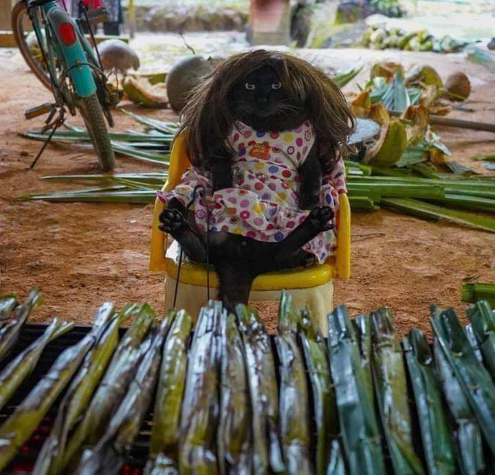 Bulu Bulu Kehidupan 🇲🇾 tweet media