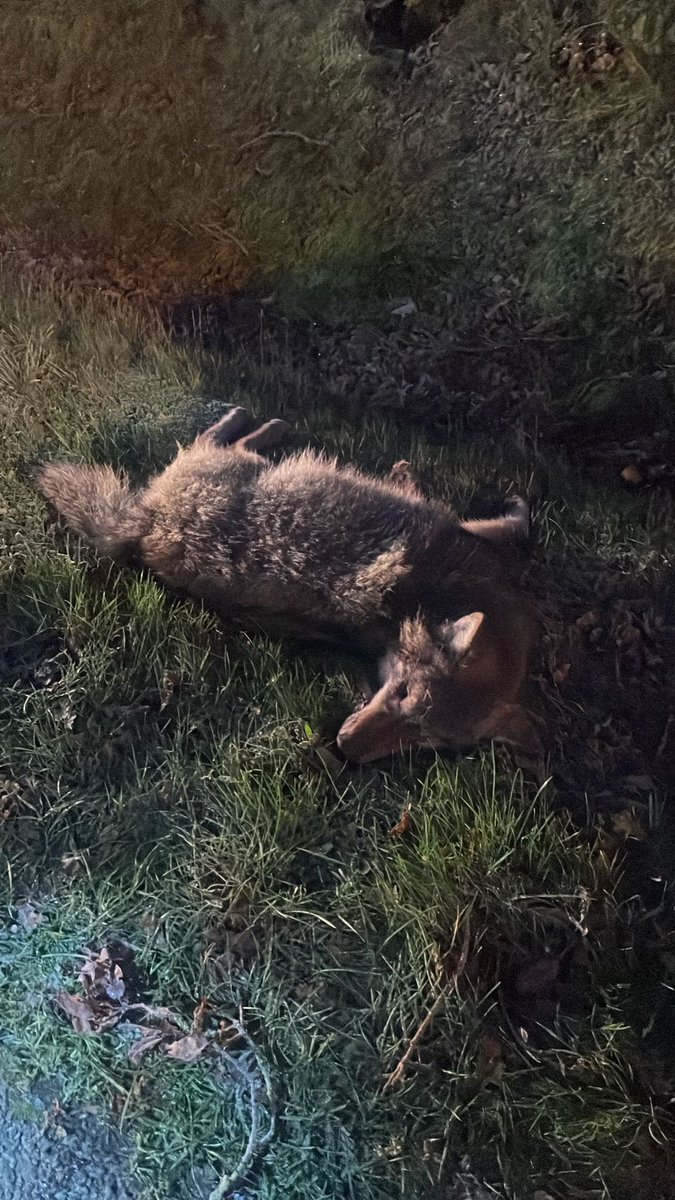 PlatformWeN's tweet photo. #Drenthe
Op de N855 bij #Wapse is vanochtend een dode %wolf gevonden.
30.11.2024
Dat meldt de provincie. Het aangereden dier wordt voor onderzoek naar het Dutch Wildlife Health Centre van Universiteit Utrecht gebracht. Daar wordt sectie verricht. https://t.co/z3KZnGUsbD