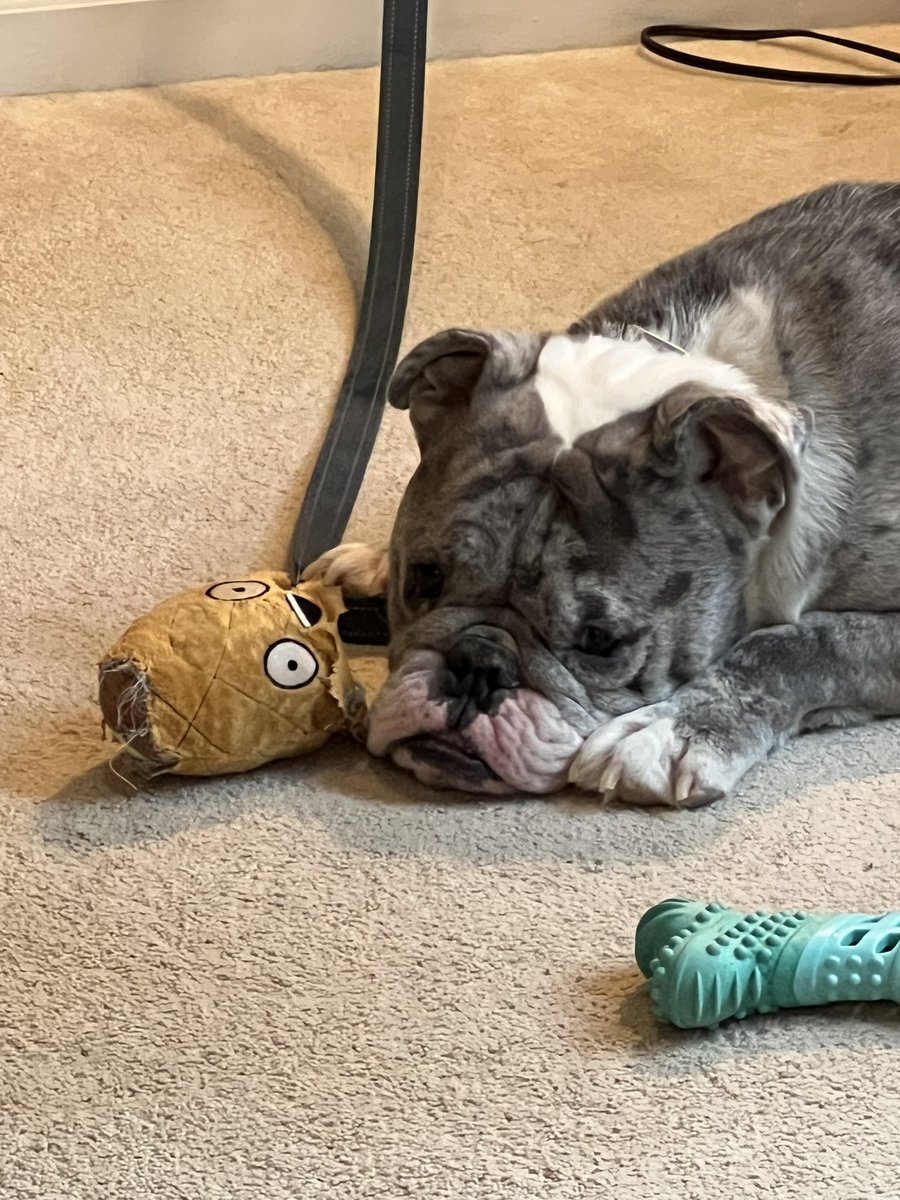 BulldogPorter's tweet photo. Baby Brother Apollo is wondering, “When will Santa Paws be here?” https://t.co/a5G2Vy3TxS