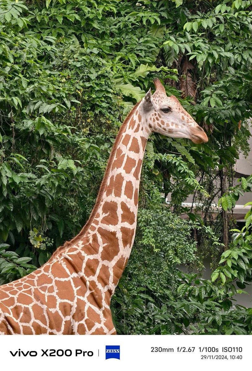 DecodingRaj's tweet image. Vivo X200 Pro camera&apos;s are awesome 😍
.
Repost for more exposure ✨ 
#VivoX200Pro #zeissimagegofar #zeiss @Vivo_India