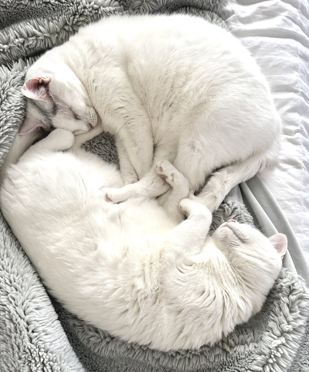 Dede Willingham tweet media