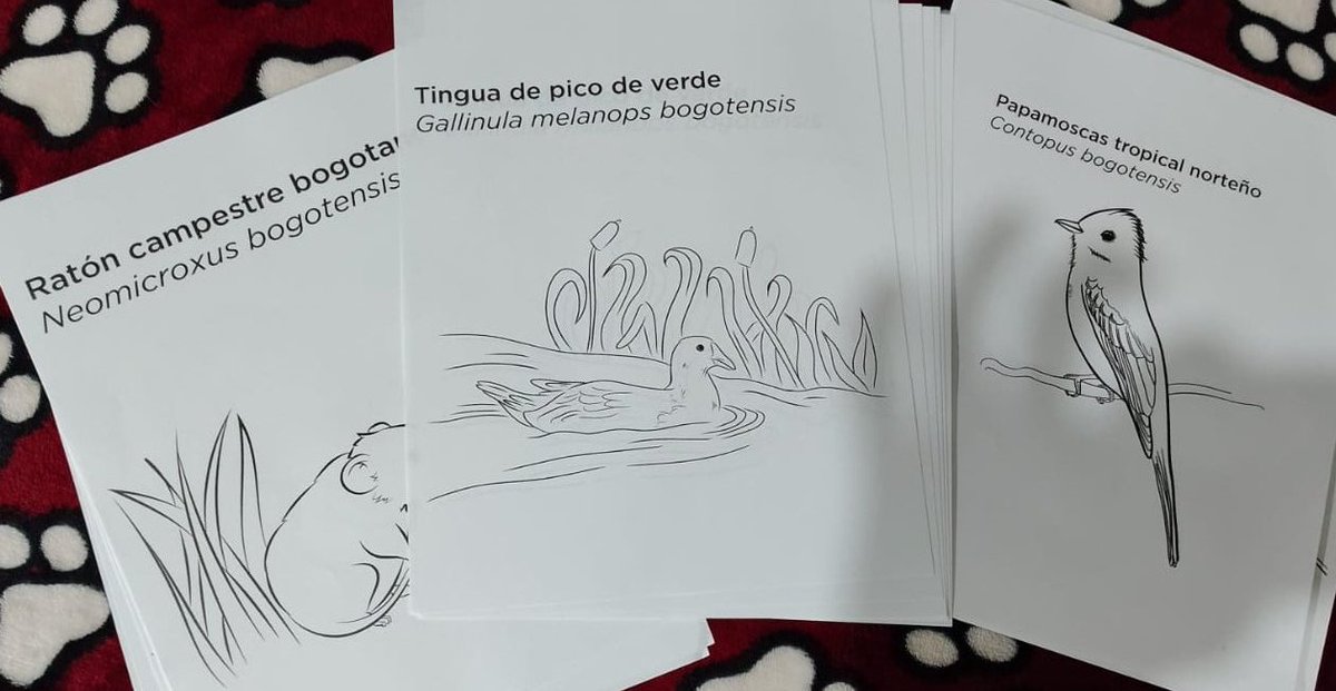 SaraAcostaM's tweet photo. Hoy vamos a estar frente a Maloka (gracias a BazeroFest) con un nuevo taller que llamamos Bogotensis, para que conozcamos los animales que han sido nombrados en honor a nuestra hermosa ciudad. https://t.co/pLbuC1VMwY