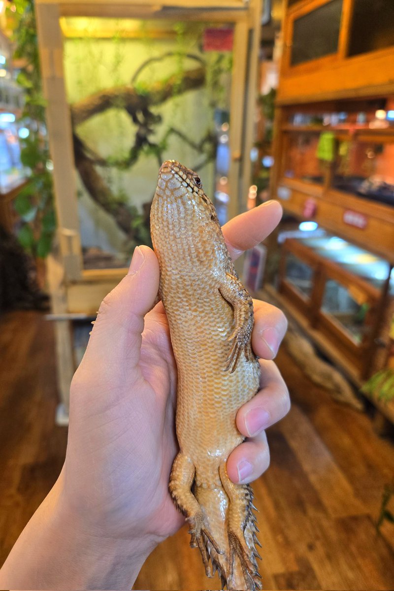 時々トカゲ 爬虫類専門店【𝙳𝙸𝚉𝚉𝚈 𝙿𝙾𝙸𝙽𝚃】東京第002225 on X