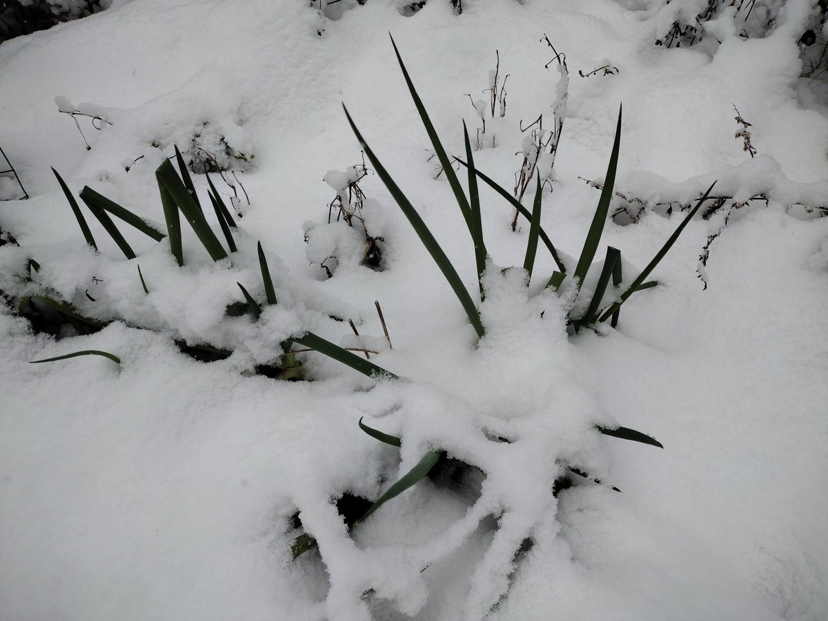 Pulled some green onions out of the snow and made scallion pancakes.
