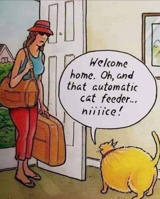Cats and Kittens tweet media