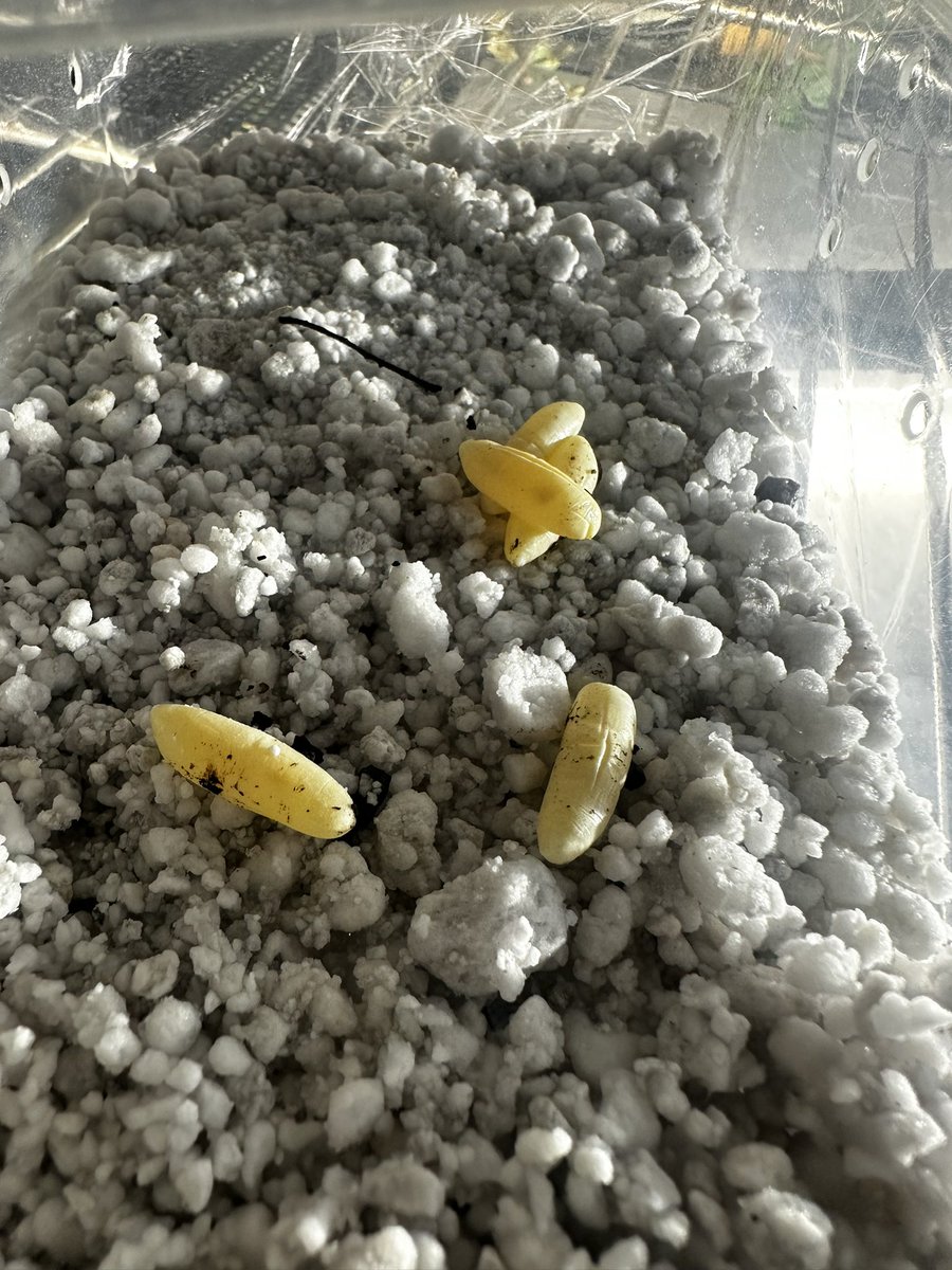 セタカヘヒの卵
最近お迎えした子の持ち子かわからないけど回収してみた
保管がわからないけど無事かえると嬉しい
持ち子でないと単為生殖なのも楽しみ！情報少ない中次世代まで育てられたらと楽しみいっぱい🥲