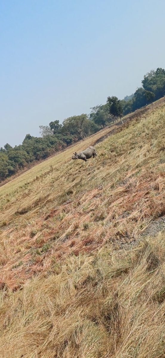 After months of dedication &amp; countless days of practice, the journey reaches its pinnacle. Meet the exceptional team that made history by successfully collaring a free-ranging rhinos, marking a milestone in conservation efforts.
#unicornreturn
<a href="/moefcc/">MoEF&CC</a> <a href="/ntca_india/">National Tiger Conservation Authority</a> <a href="/UpforestUp/">Environment, Forest and Climate Change Department</a>