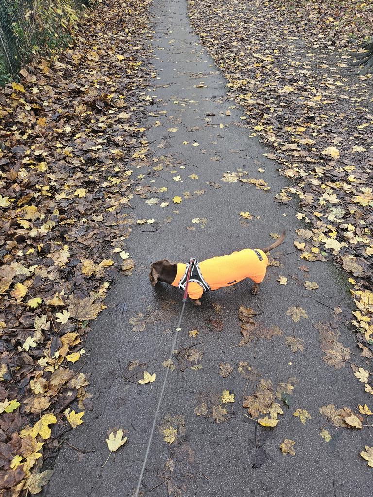 Saturday afternoon walks with LD.
Can't wait to be able to take him in the pub without him barking and begging for attention from everyone!