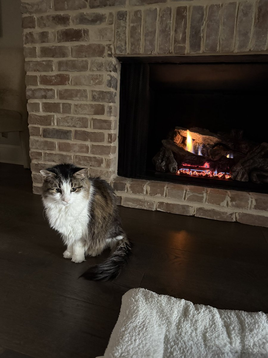 Good morning/afternoon, #CatsOfX &amp; #Hedgewatch friends. It is a chilly morning in the great state of Texas, so I am enjoying the fireplace. Happy #Caturday 😸