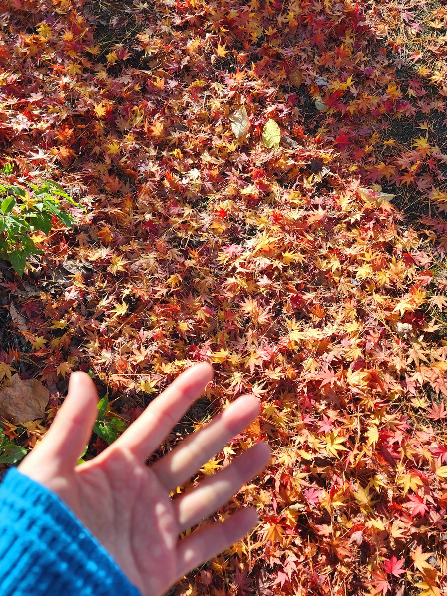 applengel's tweet photo. おてて🍁と手とΨ(｀∀´)Ψ https://t.co/JX6B2XIa0y