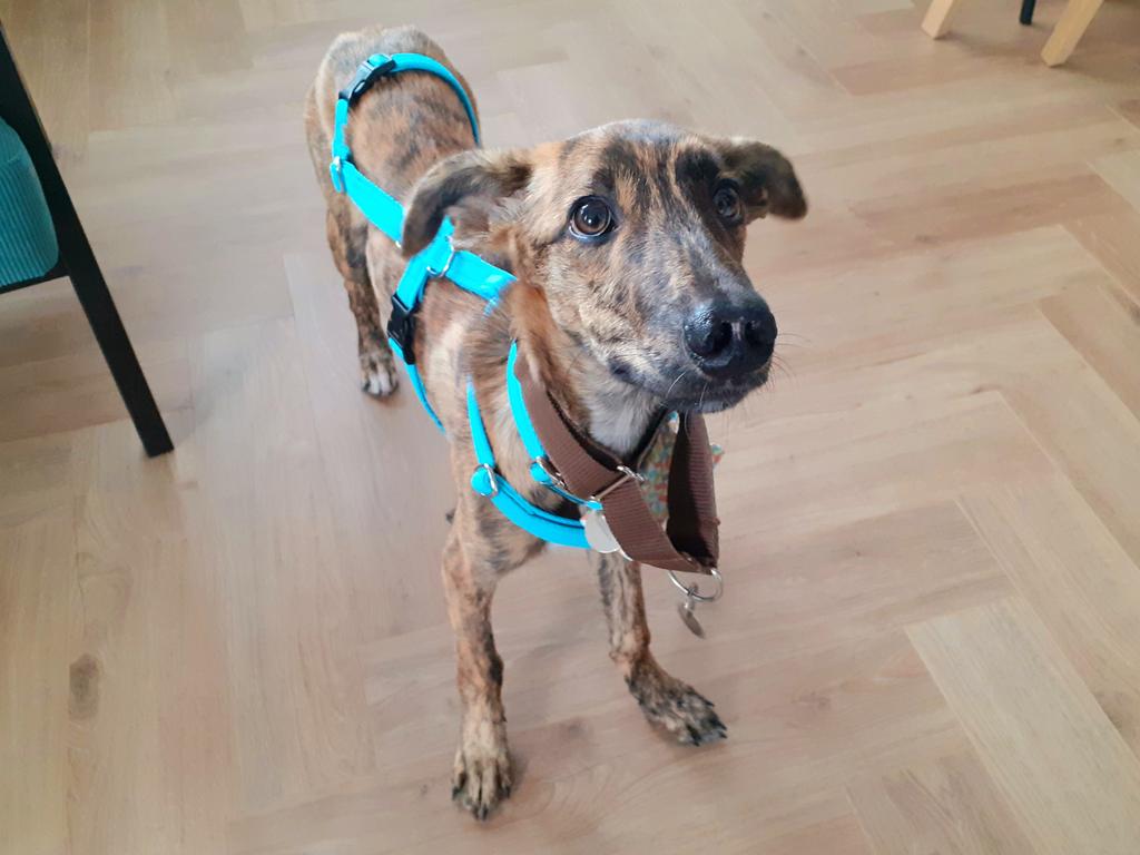 Hola, Cilla en la casa! Yep, this little rescue galgo is inheriting Doz's toys. Twitter was for Doz (and isn't great anymore) but she'll be on her Instagram with the odd update...