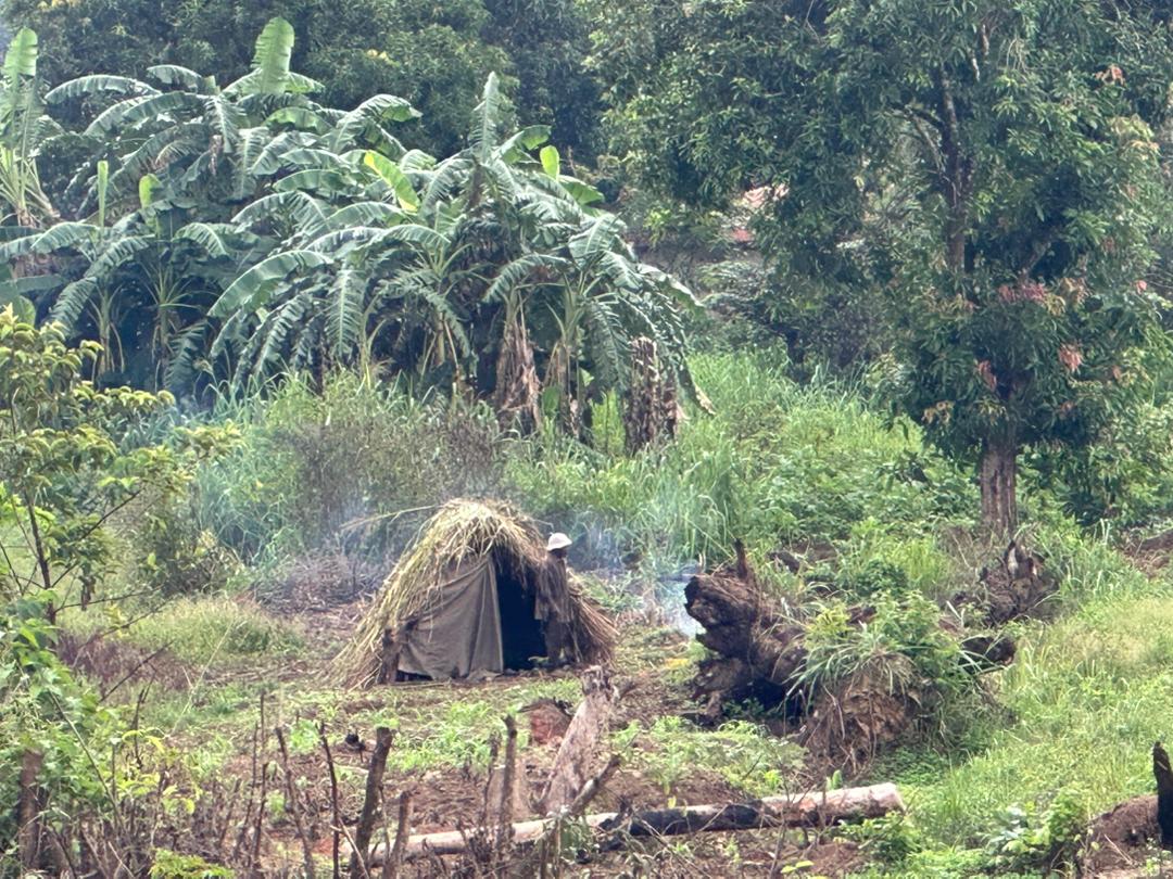 Alaidhyso's tweet photo. Une vie paissible et loin de toute modernité. Entre agriculture et élevage, ce vieux que j'ai observé pendant une bonne demie heure à la sortie de #Mamou (sur la route de #Dalaba) semble se plaire dans son environnement complètement déconnecté #Guinée https://t.co/IifzfeVIBt