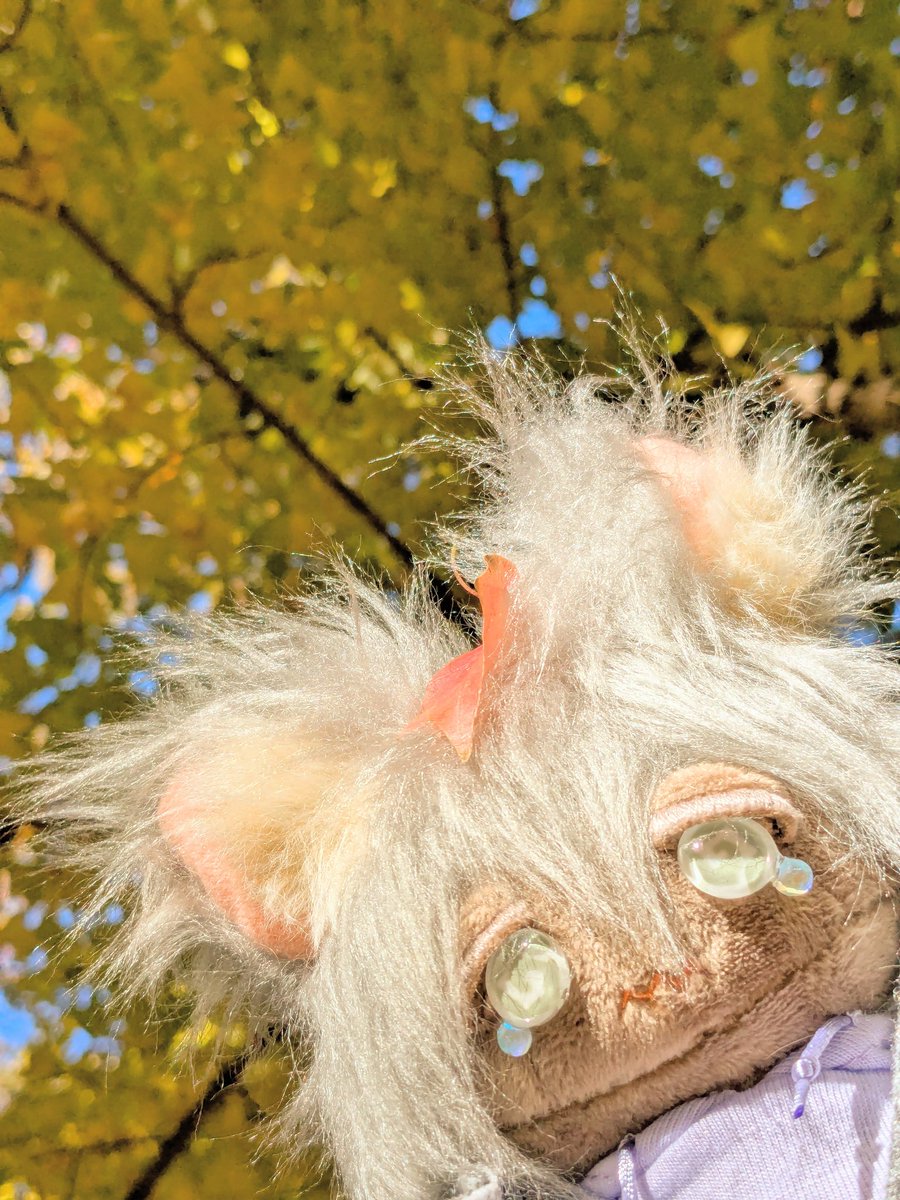 chabizo115's tweet photo. 秋の獲物を探しに公園へ
マツボックリやドングリ拾ったり紅葉見たりと秋を満喫してきました🍁🍂今度おうち探しする子達はこのオオカミちゃんと似た色違いの双子ちゃんを作る��定です🪡
 #自作ぬい  #ぬい活  #ぬい撮り  #ぬいぐるみの時間  #ハンドメイド  #ぬい蔵Chabee  #カボションアイのぬい https://t.co/FmwZltrrlZ