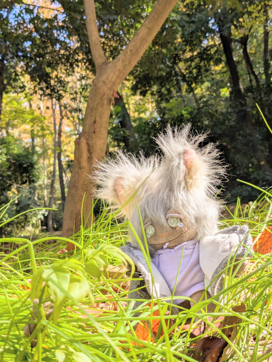 chabizo115's tweet photo. 秋の獲物を探しに公園へ
マツボックリやドングリ拾ったり紅葉見たりと秋を満喫してきました🍁🍂今度おうち探しする子達はこのオオカミちゃんと似た色違いの双子ちゃんを作る��定です🪡
 #自作ぬい  #ぬい活  #ぬい撮り  #ぬいぐるみの時間  #ハンドメイド  #ぬい蔵Chabee  #カボションアイのぬい https://t.co/FmwZltrrlZ